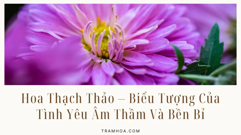 Hoa Thạch Thảo - Biểu Tượng Của Tình Yêu Âm Thầm Và Bền Bỉ