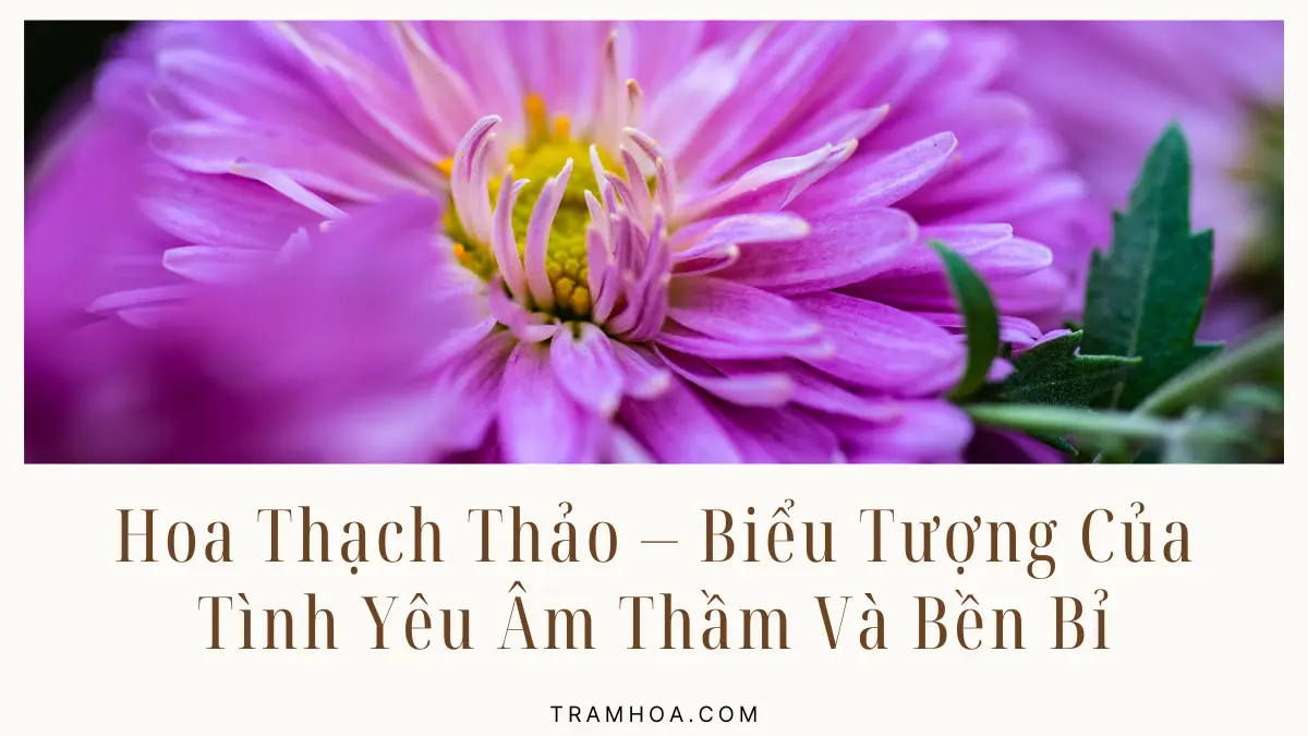 Hoa Thach Thao Bieu Tuong Cua Tinh Yeu Am Tham Va Ben Bi Hoa Thạch Thảo - Biểu Tượng Của Tình Yêu Âm Thầm Và Bền Bỉ
