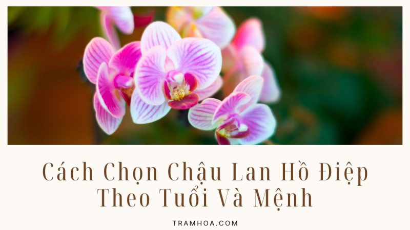 Cách Chọn Chậu Lan Hồ Điệp Theo Tuổi Và Mệnh