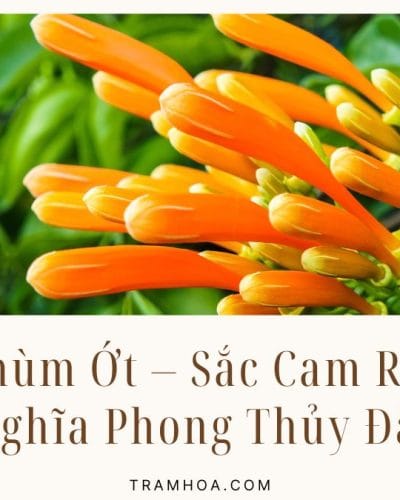 Cay Chum Ot – Sac Cam Ruc Ro Va Y Nghia Phong Thuy Dac Biet