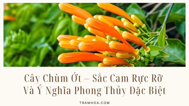 Cây Chùm Ớt – Sắc Cam Rực Rỡ Và Ý Nghĩa Phong Thủy Đặc Biệt
