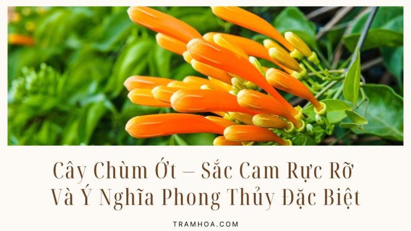 Cây Chùm Ớt – Sắc Cam Rực Rỡ Và Ý Nghĩa Phong Thủy Đặc Biệt