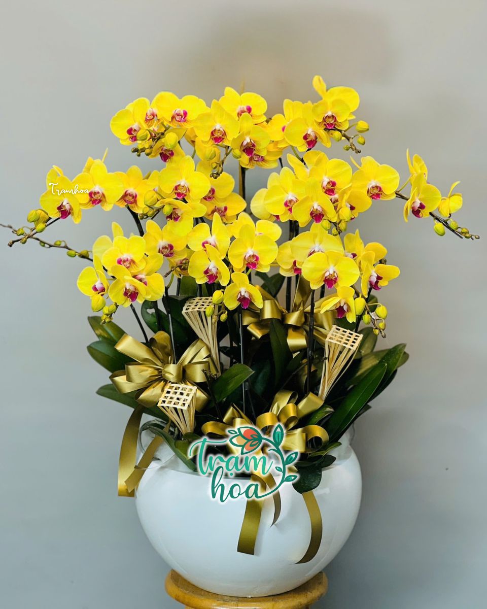 Chậu hoa lan hồ điệp khai trương- Đẳng cấp, thanh lịch, phù hợp tặng đối tác, doanh nghiệp