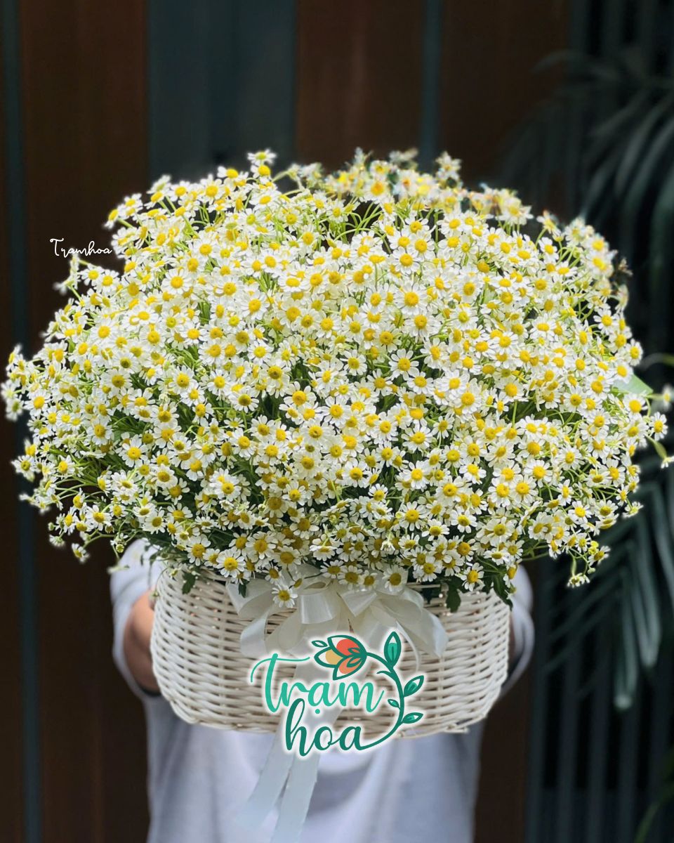 Giỏ hoa cúc tana mừng sinh nhật ý nghĩa