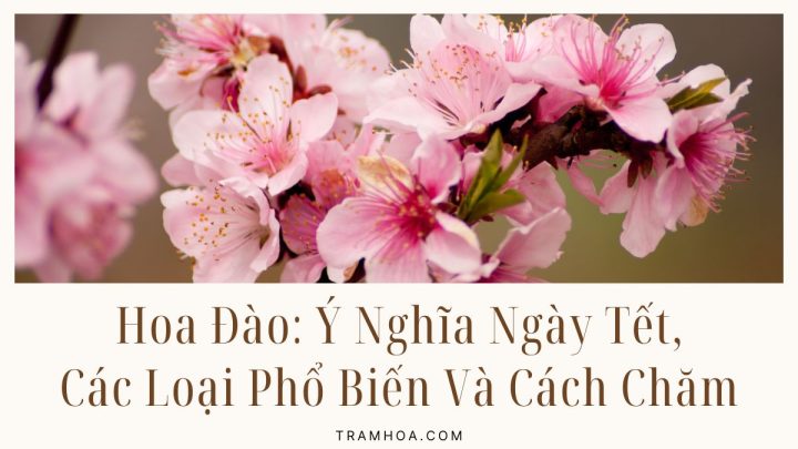 Hoa Đào - Ý Nghĩa Ngày Tết, Các Loại Phổ Biến Và Cách Chăm