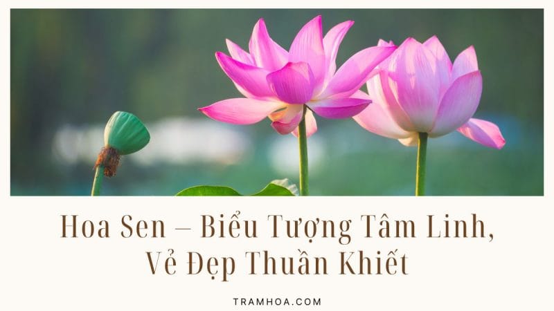 Hoa Sen – Biểu Tượng Tâm Linh, Vẻ Đẹp Thuần Khiết Và Ý Nghĩa Sâu Sắc Trong Văn Hóa Việt