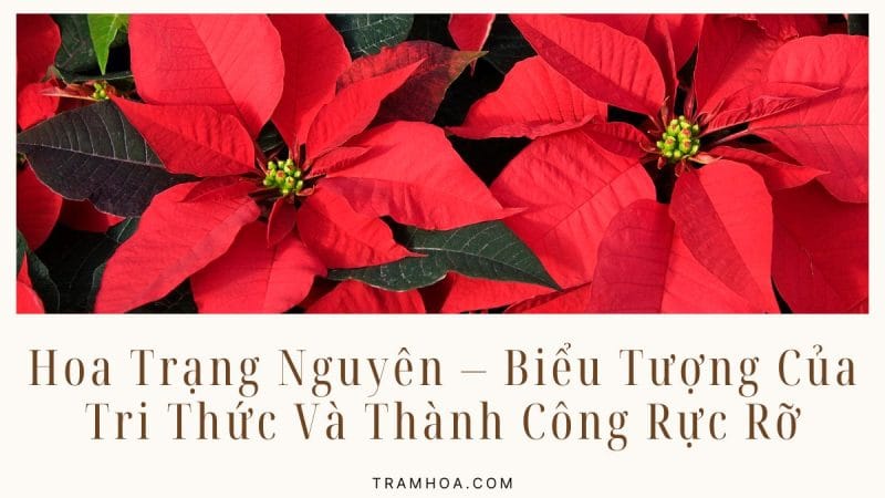 Hoa Trạng Nguyên – Biểu Tượng Của Tri Thức Và Thành Công Rực Rỡ