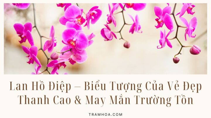 Lan Hồ Điệp – Biểu Tượng Của Vẻ Đẹp Thanh Cao & May Mắn Trường Tồn