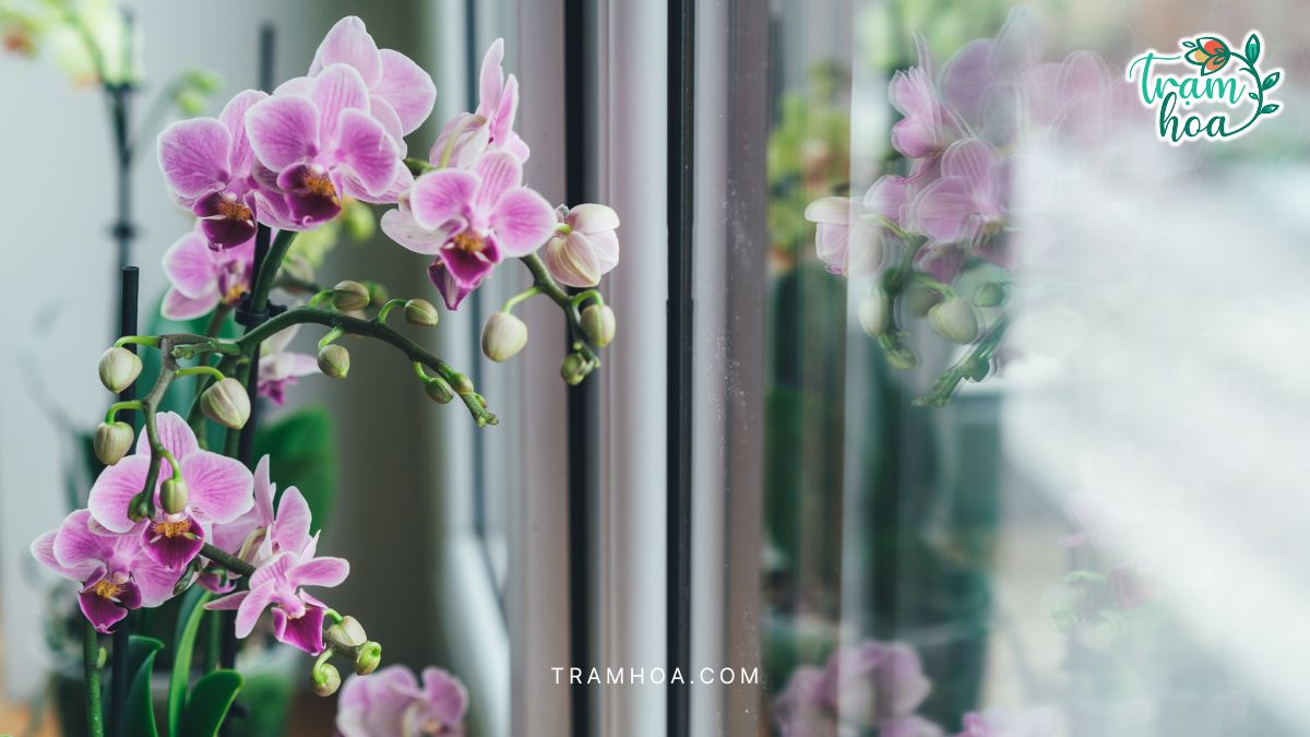 Lan ho diep sang trong mang lai vuong khi cho gia chu Lan hồ điệp sang trọng mang lại vượng khí cho gia chủ