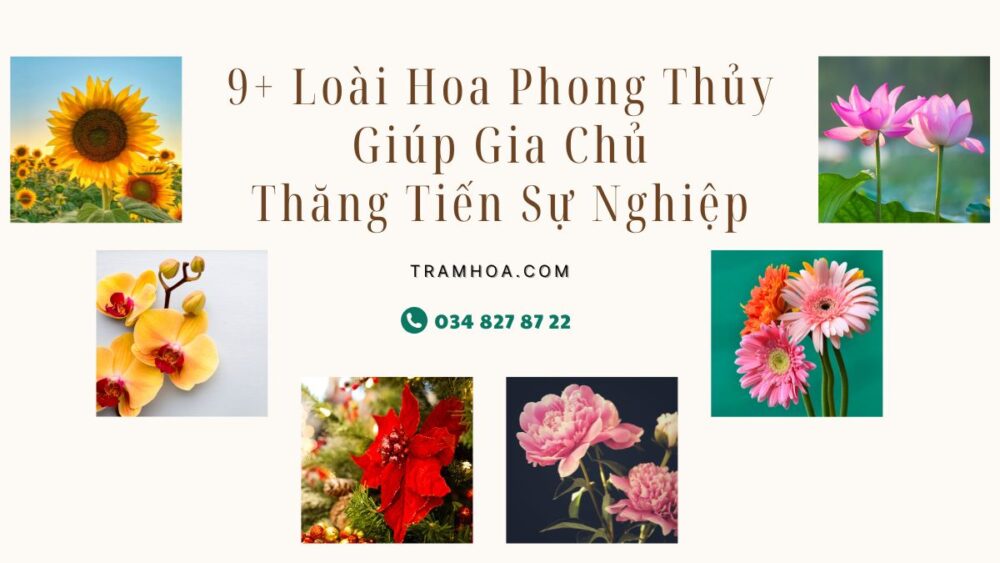 Loài Hoa Phong Thủy Giúp Gia Chủ Thăng Tiến Sự Nghiệp