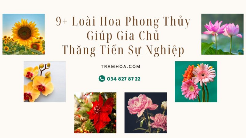 Loài Hoa Phong Thủy Giúp Gia Chủ Thăng Tiến Sự Nghiệp