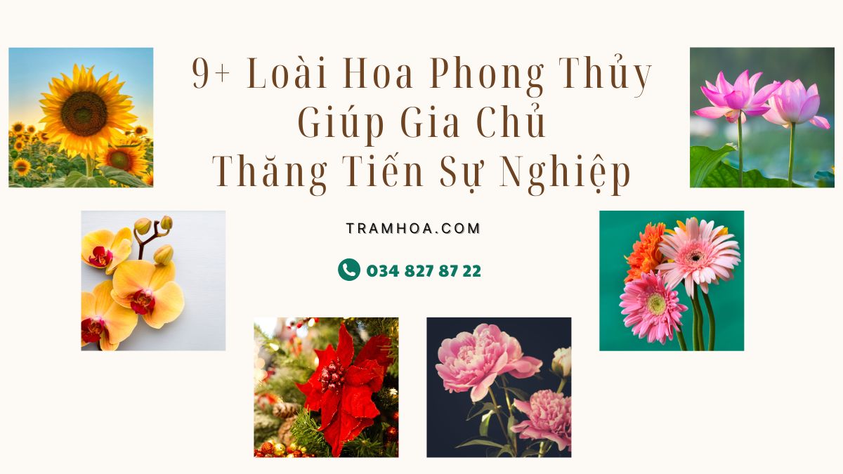 Loai Hoa Phong Thuy Giup Gia Chu Thang Tien Su Nghiep Loài Hoa Phong Thủy Giúp Gia Chủ Thăng Tiến Sự Nghiệp