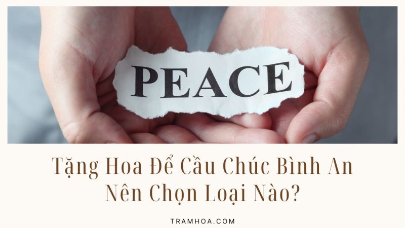 Tặng Hoa Để Cầu Chúc Bình An - Nên Chọn Loại Nào?