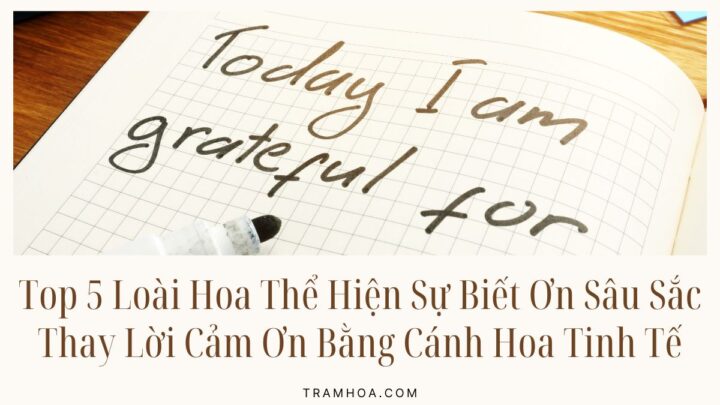 Top 5 Loài Hoa Thể Hiện Sự Biết Ơn Sâu Sắc - Thay Lời Cảm Ơn Bằng Cánh Hoa Tinh Tế