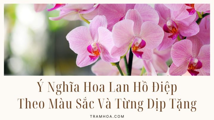 Y Nghia Hoa Lan Ho Diep Theo Mau Sac Va Tung Dip Tang