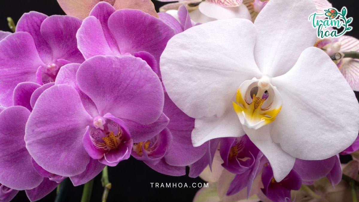 Ý nghĩa hoa lan hồ điệp theo từng màu sắc