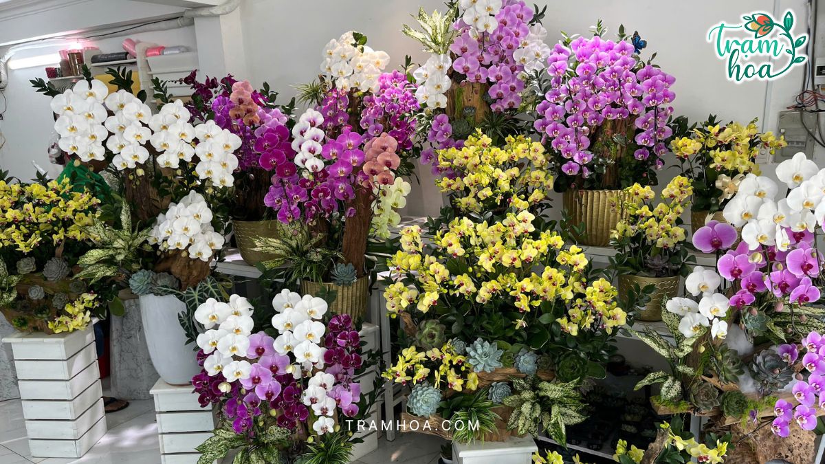 Các mẫu chậu lan hồ điệp tặng doanh nghiệp tại Quận 10