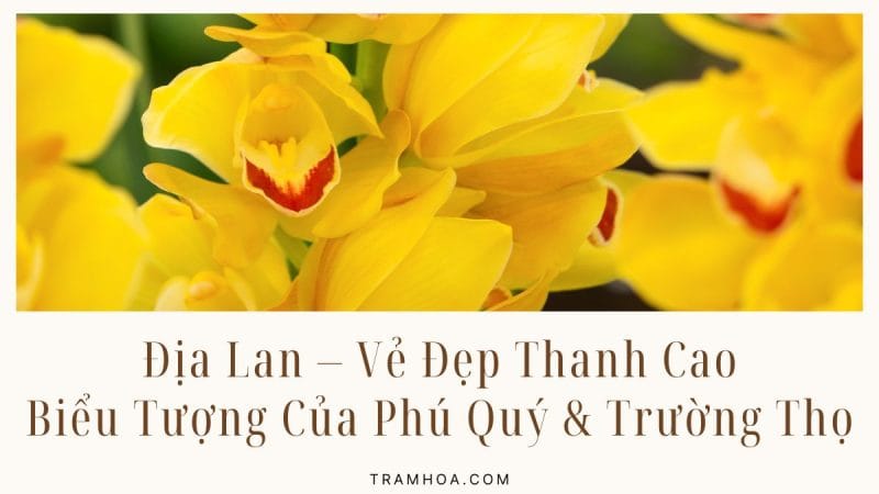 Địa Lan – Vẻ Đẹp Thanh Cao, Biểu Tượng Của Phú Quý & Trường Thọ