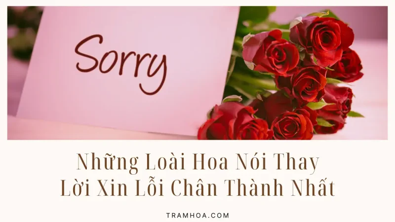 Những Loài Hoa Nói Thay Lời Xin Lỗi Chân Thành Nhất