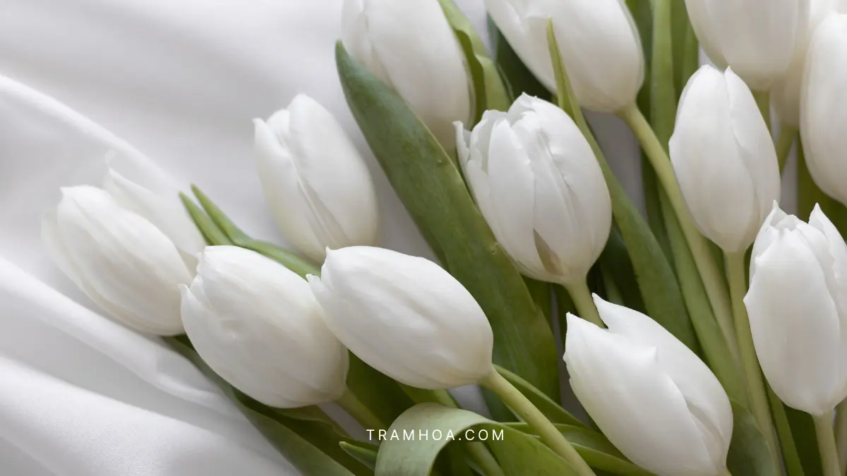 Tulip Trang – Loi Xin Loi Lich Thiep Tulip Trắng – Lời Xin Lỗi Lịch Thiệp