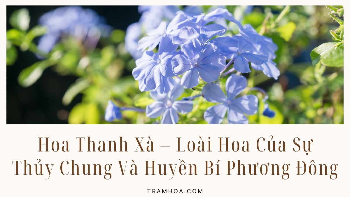 Hoa Thanh Xa Loai Hoa Cua Su Thuy Chung Va Huyen Bi Phuong Dong Hoa Thanh Xà - Loài Hoa Của Sự Thủy Chung Và Huyền Bí Phương Đông
