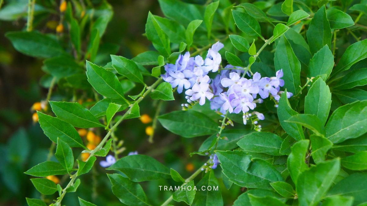 Ung dung hoa Thanh Xa trong doi song Ứng dụng hoa Thanh Xà trong đời sống