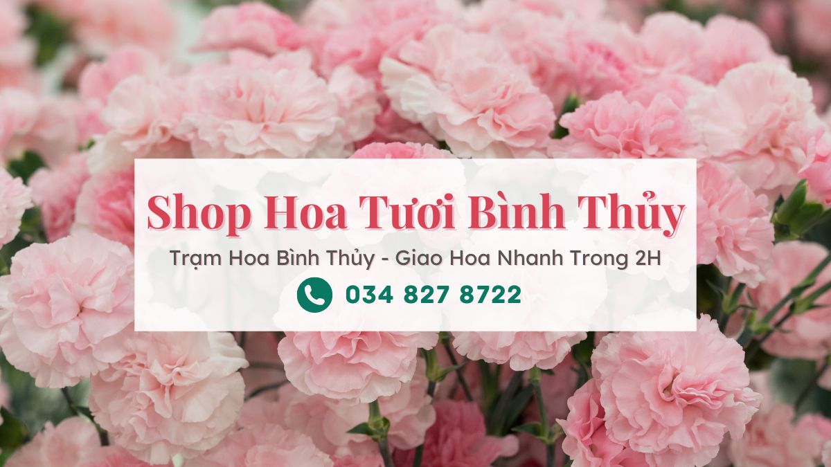 Shop hoa tuoi Binh Thuy Can Tho Tram Hoa Binh Thuy Shop hoa tươi Bình Thủy Cần Thơ | Trạm Hoa Bình Thủy