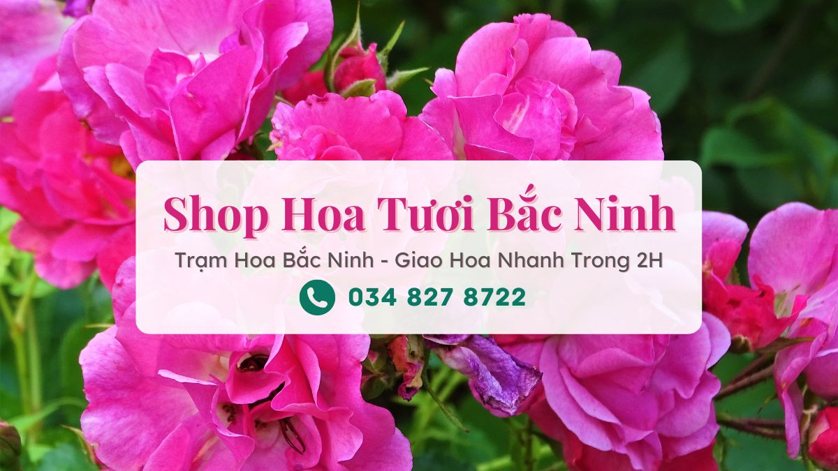Shop hoa tươi Bắc Ninh - Trạm Hoa Bắc Ninh