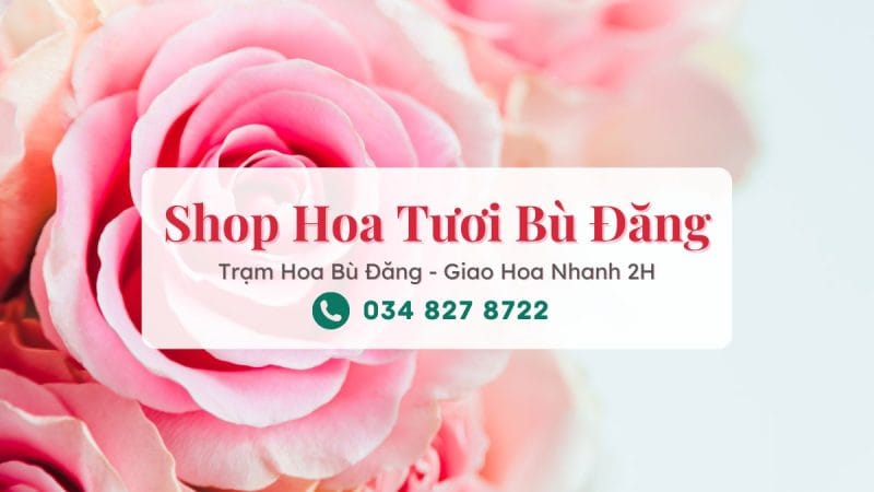 Shop hoa tươi Bù Đăng - Trạm Hoa Bù Đăng