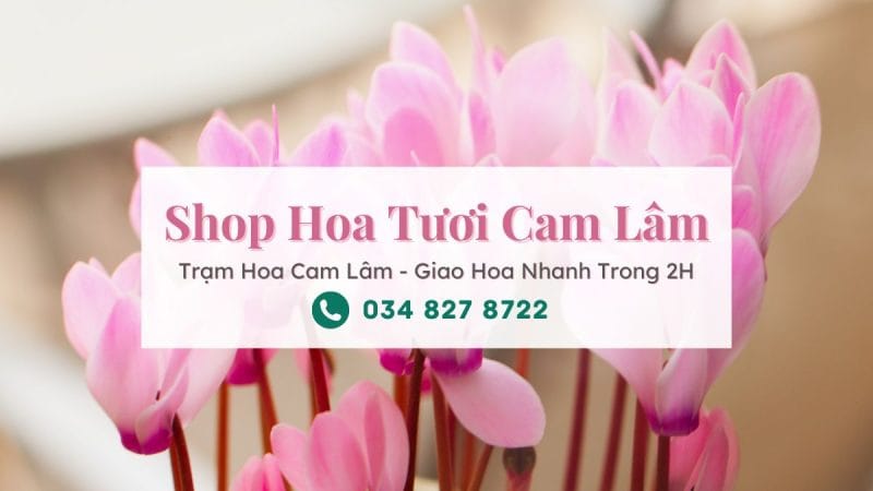 Shop hoa tươi Cam Lâm - Trạm Hoa Cam Lâm