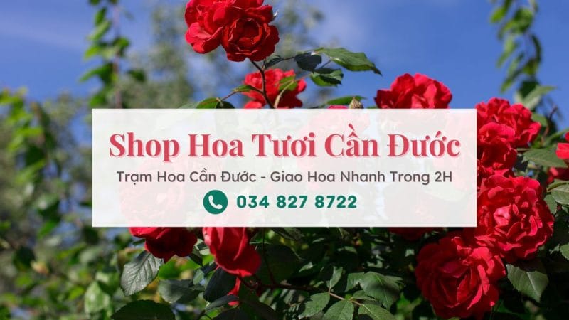 Shop hoa tươi Cần Đước – Trạm Hoa Cần Đước | Dịch vụ điện hoa tại Long An