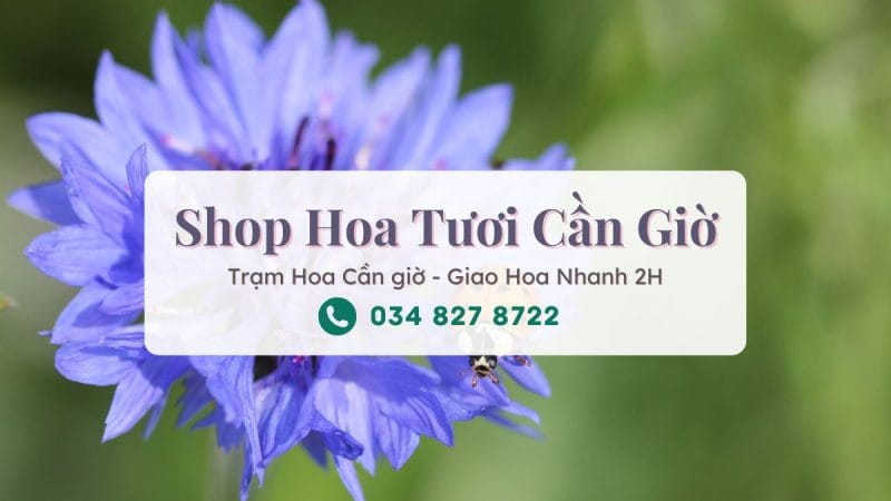 Shop hoa tươi Cần Giờ - Trạm Hoa Cần Giờ