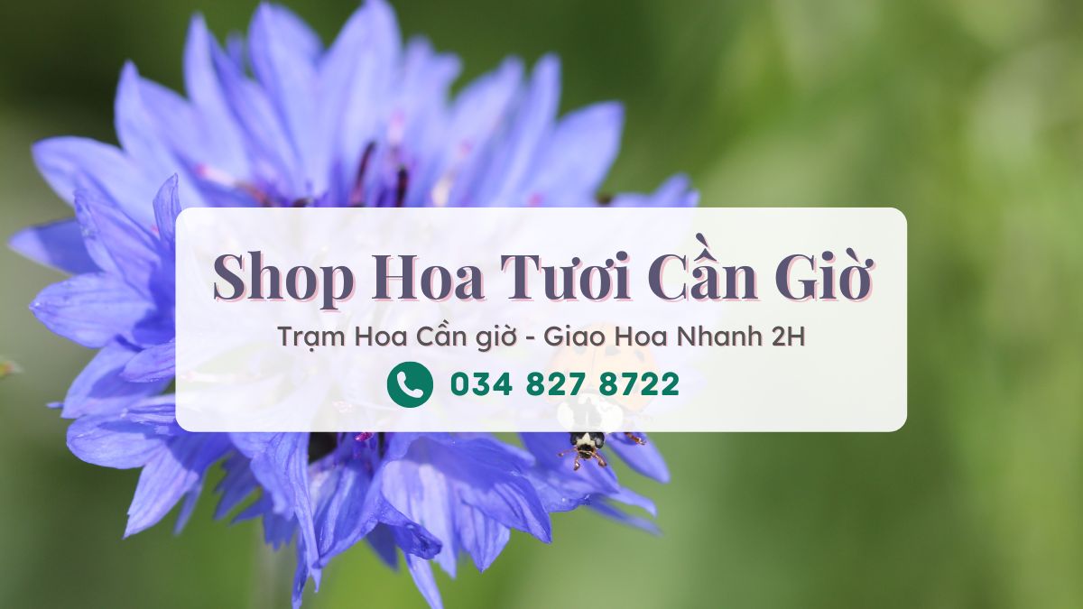Shop hoa tuoi Can Gio Tram Hoa Can Gio Shop hoa tươi Cần Giờ - Trạm Hoa Cần Giờ