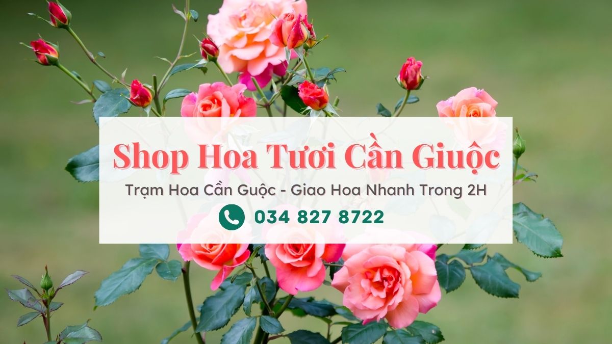 Shop hoa tươi Cần Giuộc - Trạm Hoa Cần Giuộc