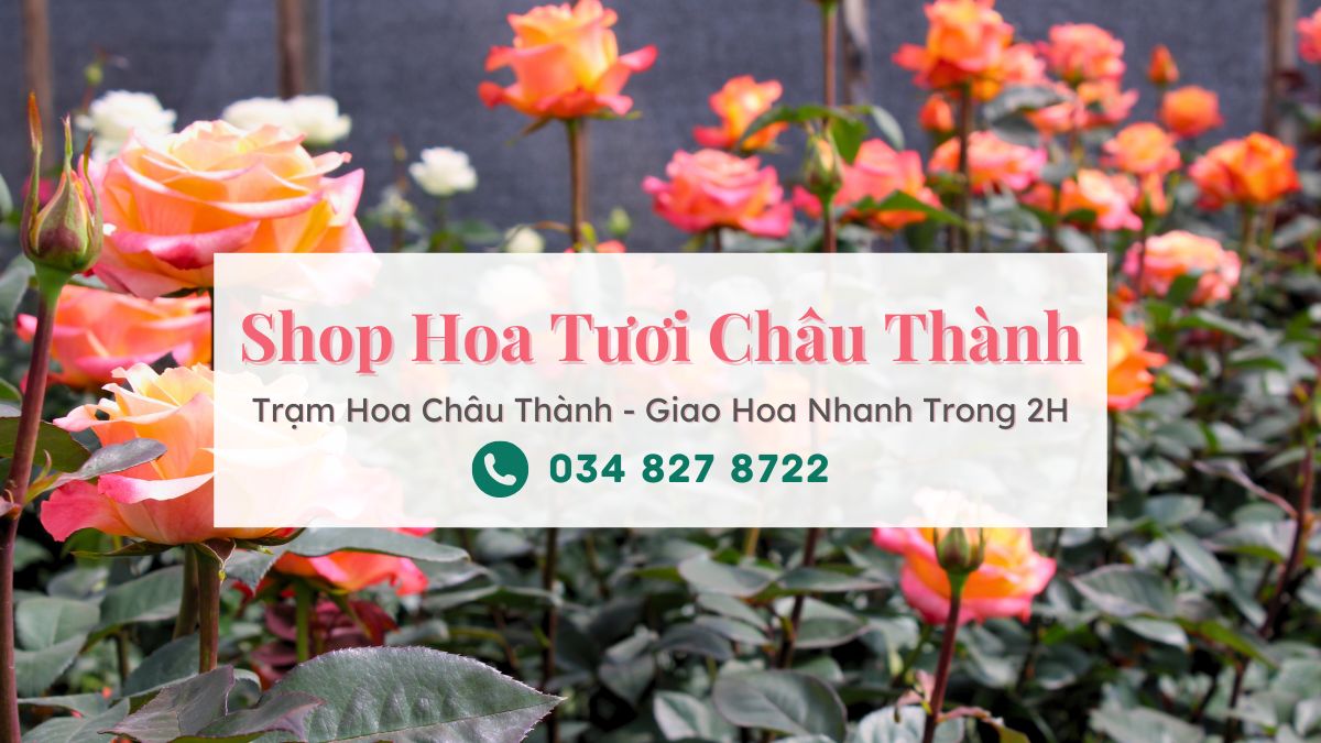 Shop hoa tươi Châu Thành - Trạm Hoa Châu Thành