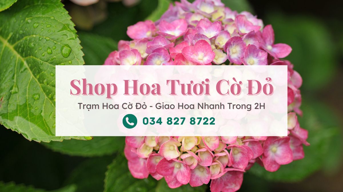 Shop hoa tươi Cờ Đỏ - Trạm Hoa Cờ Đỏ