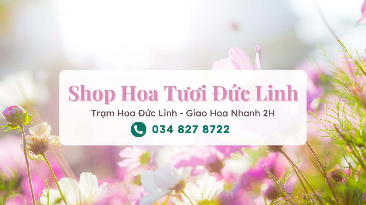 Shop hoa tươi Đức Linh - Trạm Hoa Đức Linh