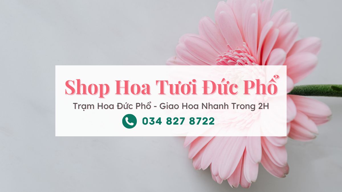 Shop hoa tươi Đức Phổ Quảng Ngãi - Trạm Hoa Đức Phổ