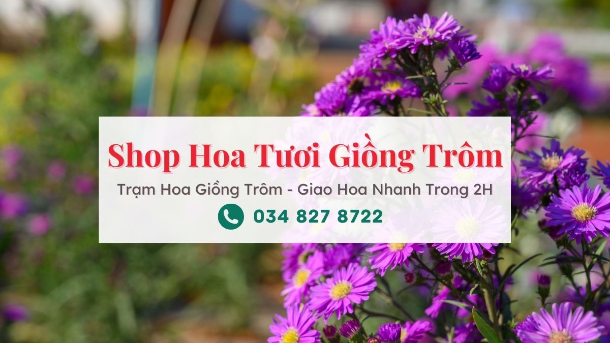Shop hoa tươi Giồng Trôm - Trạm Hoa Giồng Trôm