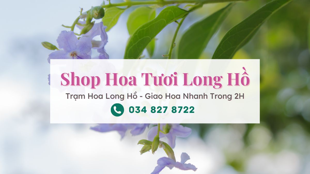 Shop hoa tươi Long Hồ - Trạm Hoa Long Hồ