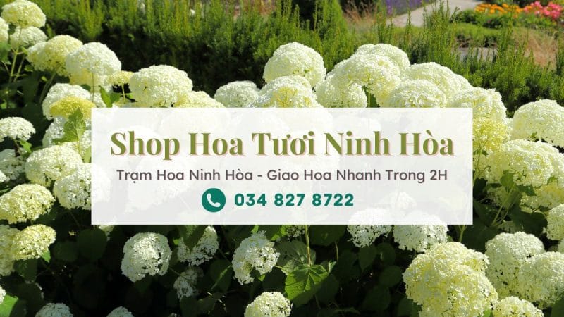 Shop hoa tươi Ninh Hòa - Trạm Hoa Ninh Hòa