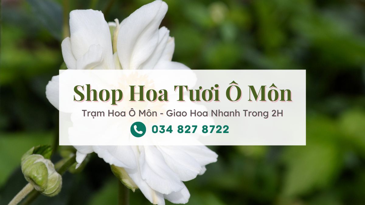 Shop hoa tươi Ô Môn Cần Thơ - Trạm Hoa Ô Môn
