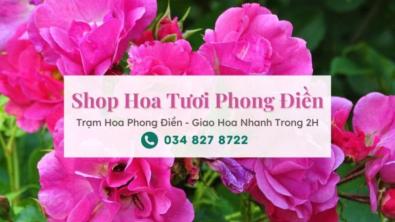 Shop hoa tươi Phong Điền - Trạm Hoa Phong Điền