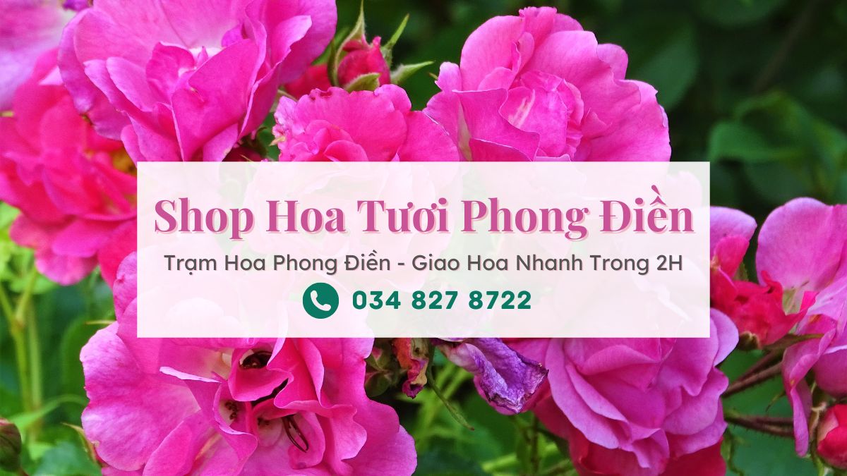 Shop hoa tươi Phong Điền - Trạm Hoa Phong Điền