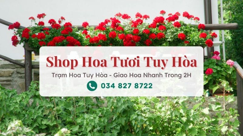 Shop hoa tươi Tuy Hòa - Trạm Hoa Tuy Hòa