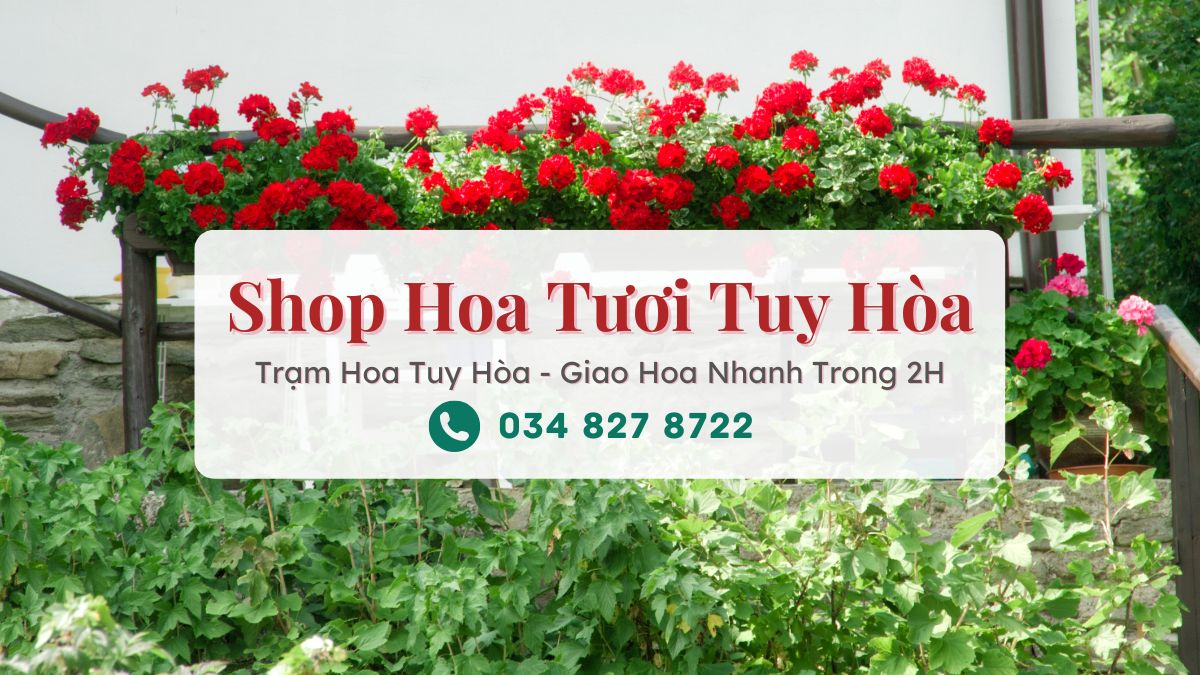 Shop hoa tươi Tuy Hòa - Trạm Hoa Tuy Hòa