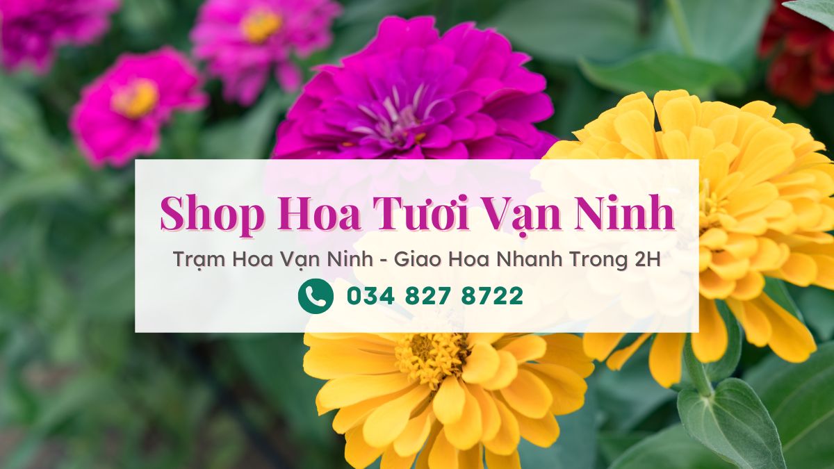 Shop hoa tuoi Van Ninh Tram Hoa Van Ninh Shop hoa tươi Vạn Ninh - Trạm Hoa Vạn Ninh