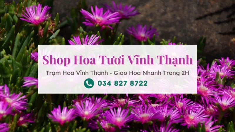 Shop hoa tươi Vĩnh Thạnh - Trạm Hoa Vĩnh Thạnh