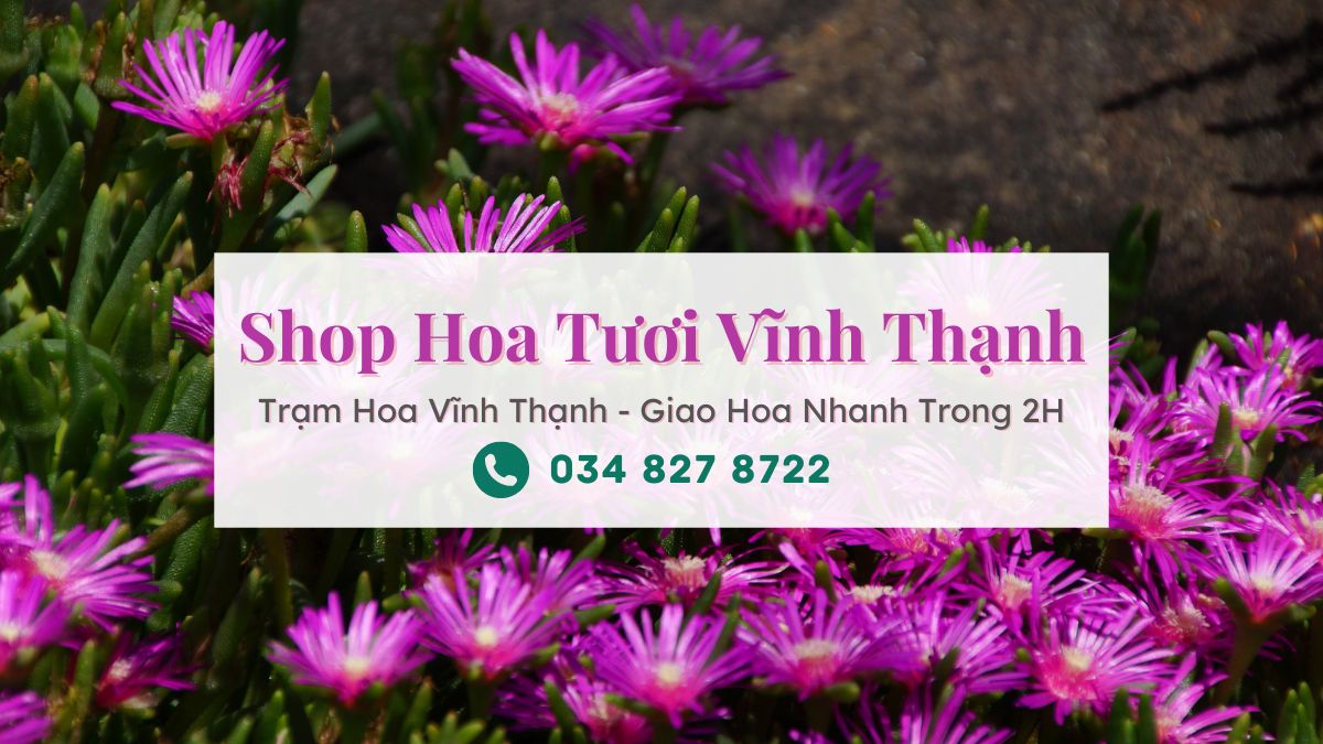 Shop hoa tươi Vĩnh Thạnh - Trạm Hoa Vĩnh Thạnh