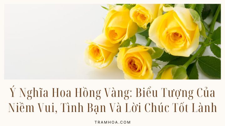Ý Nghĩa Hoa Hồng Vàng: Biểu Tượng Của Niềm Vui, Tình Bạn Và Lời Chúc Tốt Lành